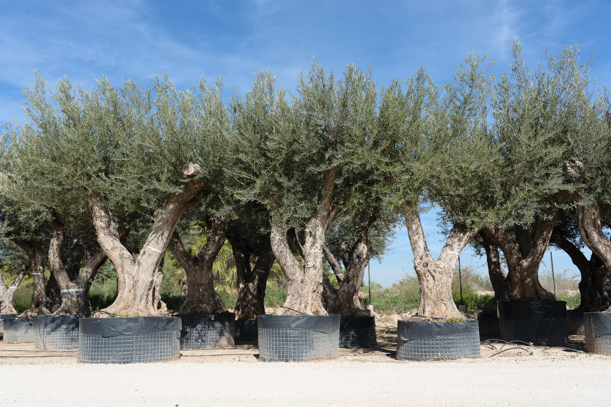 A Oliveira:
de Símbolo Mediterrâneo a Desejo Global